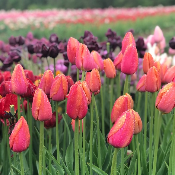 Meet your Posher, Hayden - Picture 1 of 1